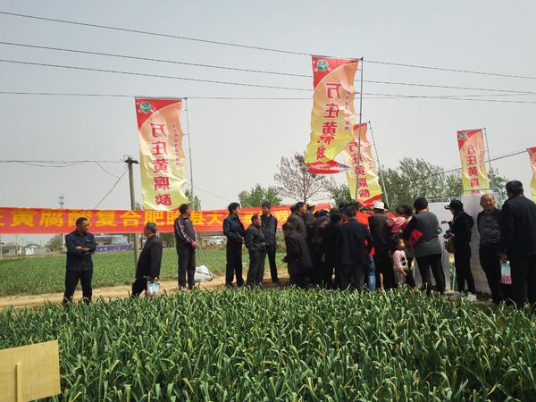 培肥養地奪高產 不妨試試黃腐酸 ——钱柜777科技有限公司河南睢縣大蒜觀摩會